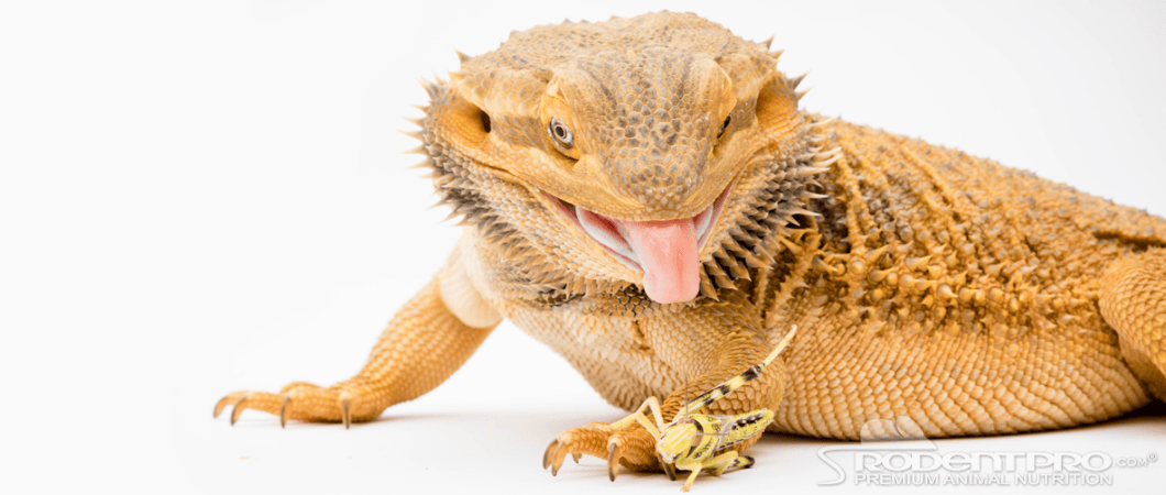 Lizard Hunting Cricket