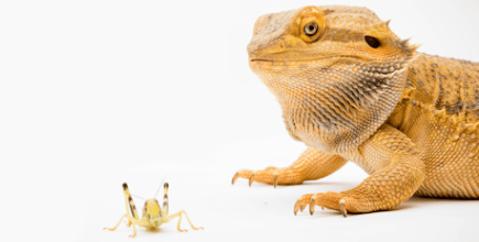 Not Just Crickets: A Science-Based Guide to Live Insects in Reptile Nutrition