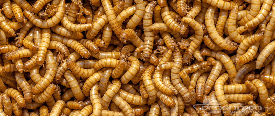 Mealworms