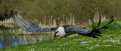 Large bird of prey in flight, showcasing expansive wingspan and distinctive plumage, surrounded by greenery and water.