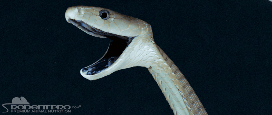 Black Mamba snake with open mouth, showcasing its distinctive coloration and features.