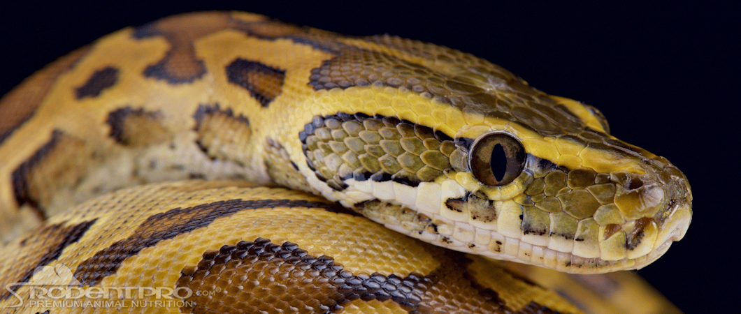 African Rock Python with distinctive yellow and brown patterned scales, showcasing its head and body.