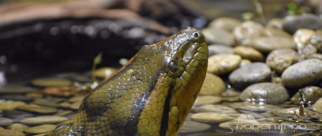 Green Anaconda head emerging from water, showcasing vibrant scales and patterns.