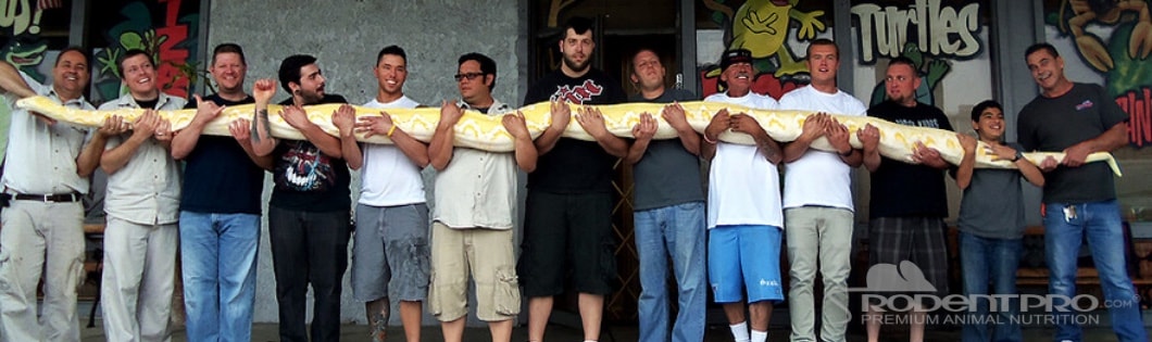 Ten of the Longest Snakes in the World - The Reptile Zoo
