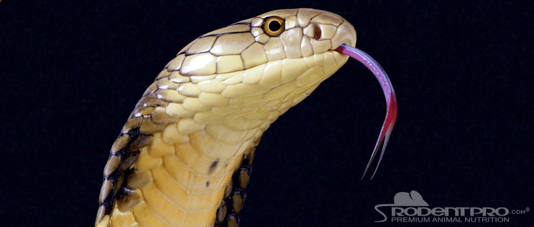 Close-up of a King Cobra with a prominent hood, showcasing its distinctive scales and forked tongue.