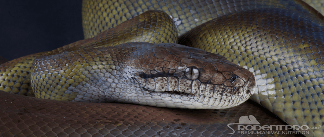 Olive Python with distinctive olive green coloration, showcasing its scales and head.
