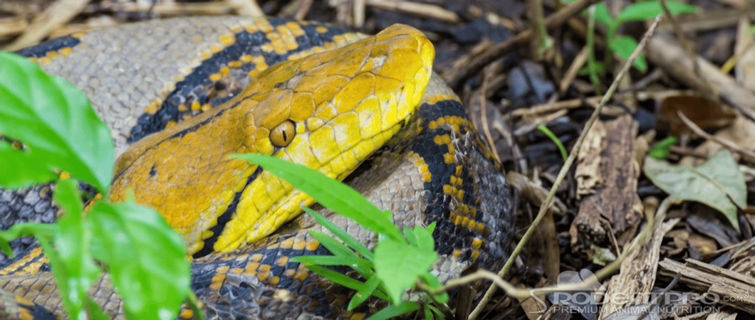 Reticulated Python partially hidden among foliage, showcasing its distinctive yellow and black scales.