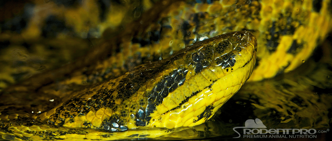 Yellow Anaconda in the water.