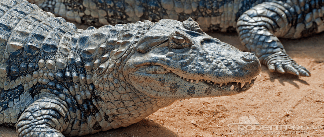 Broad-snouted caiman resting on sandy ground.