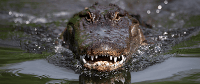 Close-up of a crocodilian swimming toward the camera with its eyes, snout, and sharp teeth above the water.