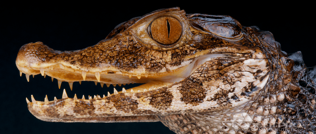 Smooth-fronted caiman with open jaws.