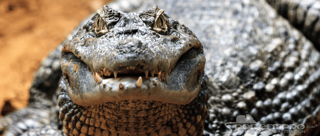 Black caiman resting in shallow muddy water.