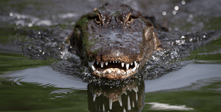 American alligator resting in a wetland surrounded by green marsh vegetation