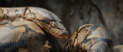 Reticulated Python