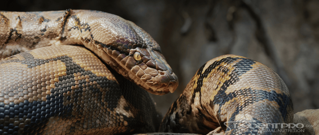 Reticulated Python