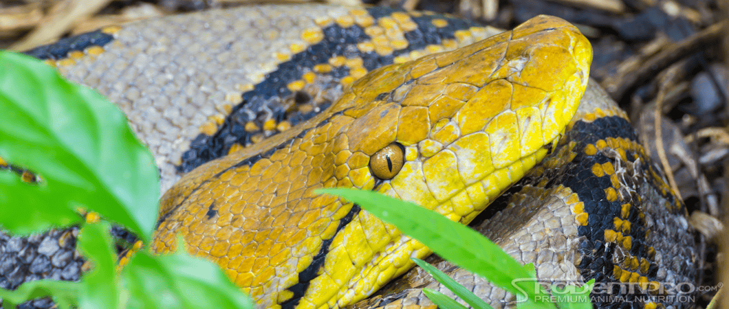 Reticulated Python Hiding
