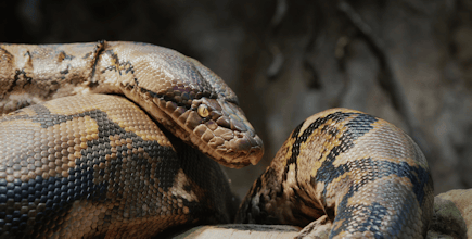 Reticulated Python