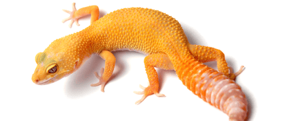 Orange leopard gecko on a white background, showcasing its vibrant coloration and unique texture.