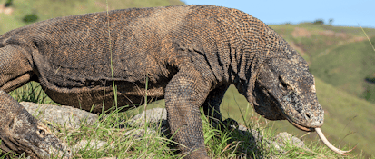 Komodo dragons in natural habitat, showcasing reptile behavior and environment.