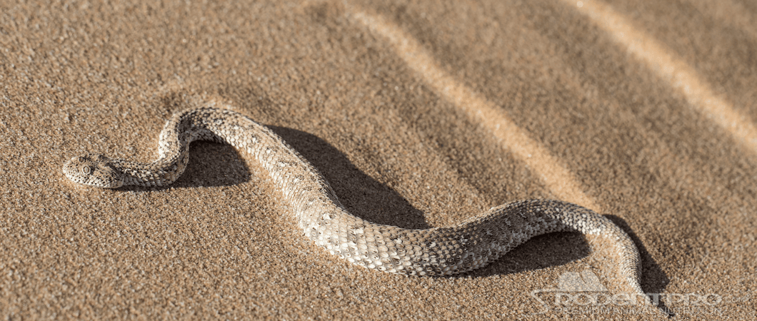 Sidewinding Adder Snake