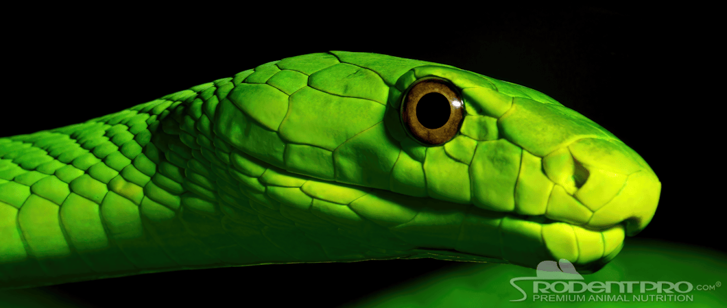 Green Viper