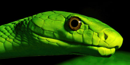 World Snake Day