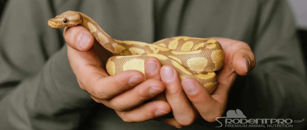 Person Holding Albino Ball Phython