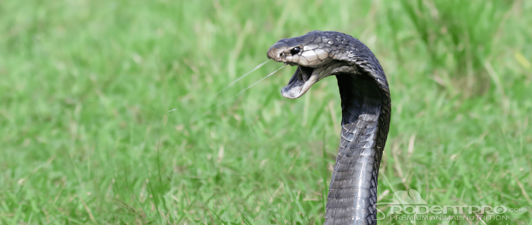 Cobra Spitting Venom