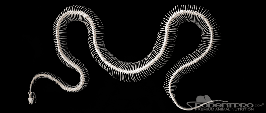 Snake Skeleton