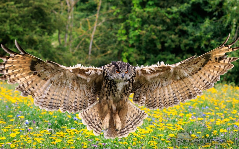 Eurasian Eagle Owl