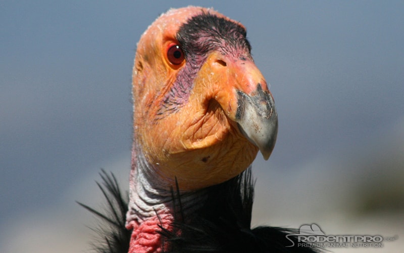 California Condor