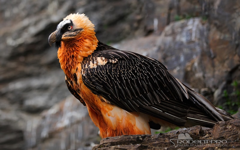 Bearded Vulture