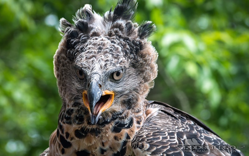 Birds of prey - Our Planet Images