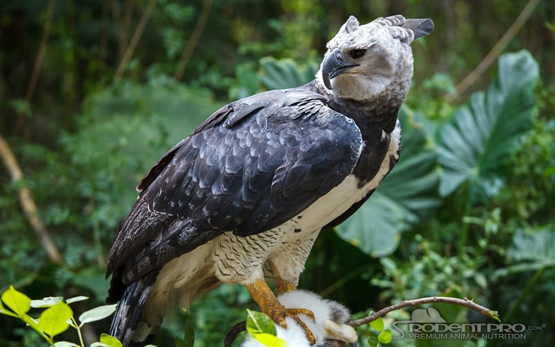 Harpy Eagle