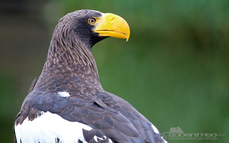 Steller’s Sea Eagle