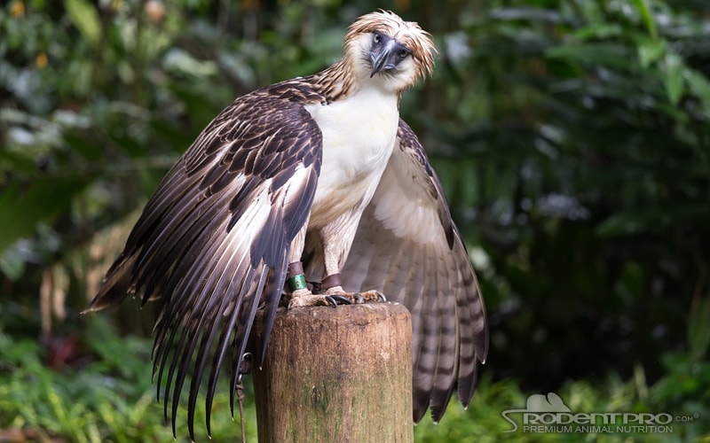 Ten of the Largest Birds of Prey in the World