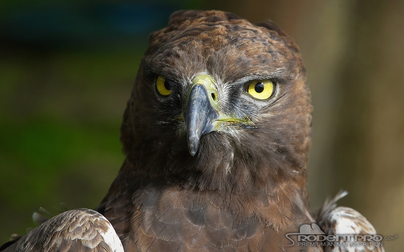 Harpy eagle – one of the largest birds of prey