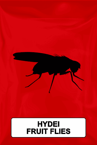 A black silhouette of a hydei fruit fly on a red background. 
