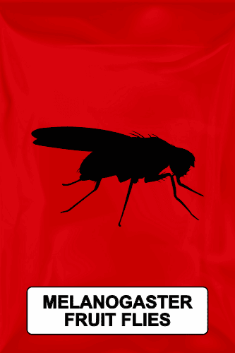 A black silhouette of  a melanogaster fruit fly on a red background. 