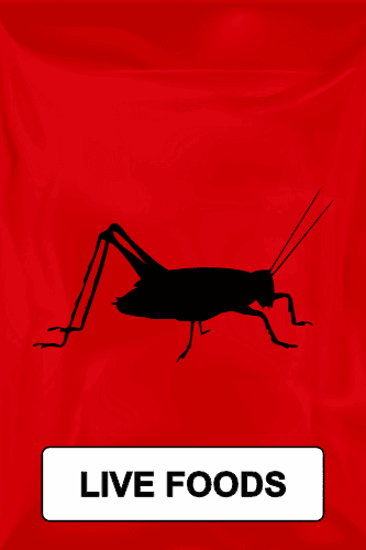 Red background with black silhouette of a cricket and bold text reading live foods.