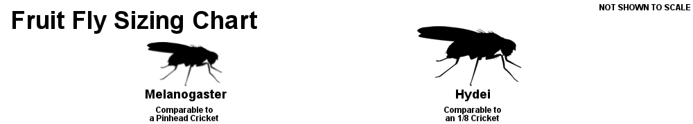 Fruit fly sizing chart illustrating Drosophila melanogaster comparable to a pinhead cricket and Drosophila hydei comparable to a 1/8 inch cricket.