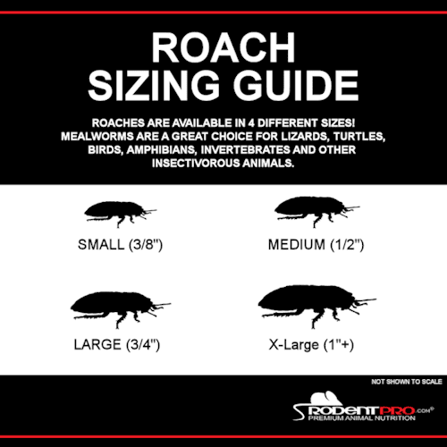 Live Small Dubia Roaches Sizing Guide