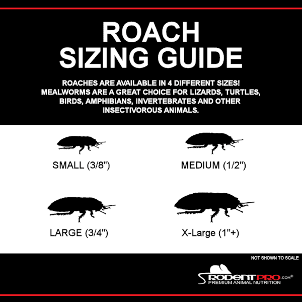 Photo inspiration: Extra Large Dubia Roaches 500 Count For Reptile Food Photo Inspiration