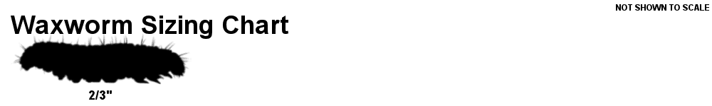 Waxworm sizing chart displaying dimensions of Standard Waxworms, approximately 2/3 inches in length, for pet feeding guidance.