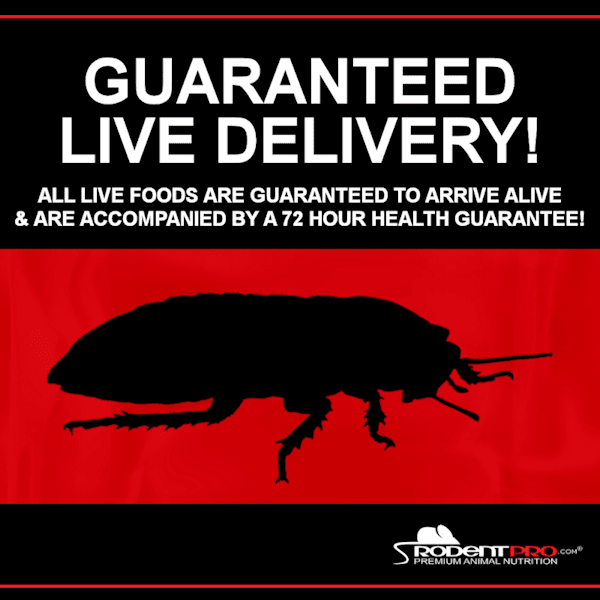 Curated visual reference: Picture Idea: Extra Large Dubia Roaches 500 Count For Reptile Food