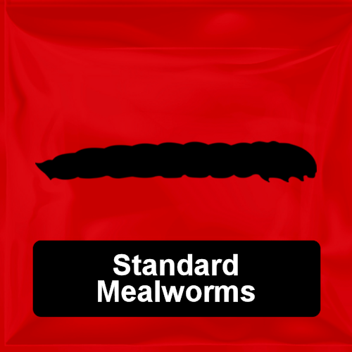 Standard Mealworms