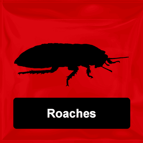 Roaches
