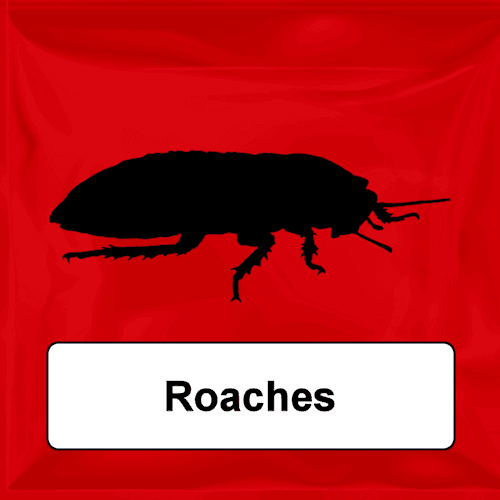 Roaches
