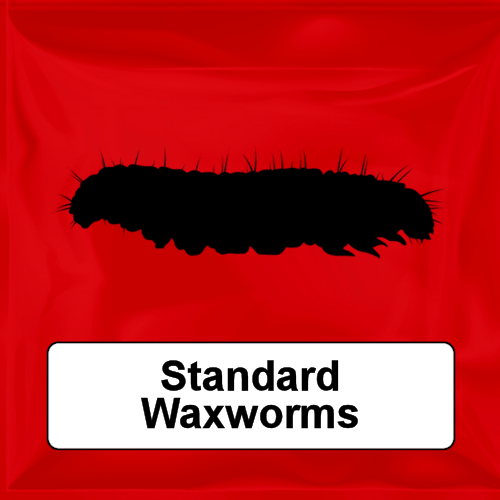 Live Wax Moth Larvae WaxWorms 15g (approx 50)