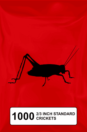 A black silhouette of a cricket on a red background. 